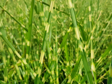 Miscanthus sinensis Strictus